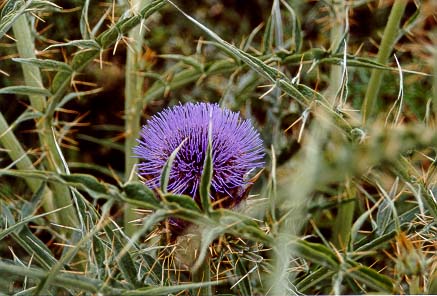 Fr�hling im Algarve