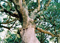 Caldas de Monchique - Korkeiche