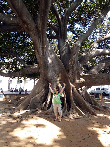 C�diz - 111-j�hriger Ficus macrophylla (Gummibaum) an der Playa de la Caleta