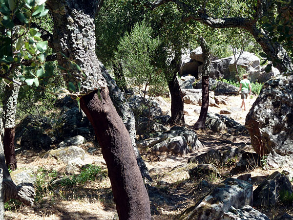 Parque Natural de los Alcornocales - Korkeichen