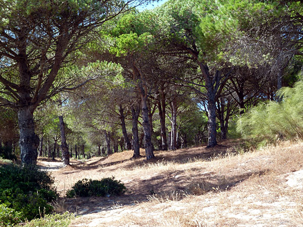 Bolonia - Pinienwald