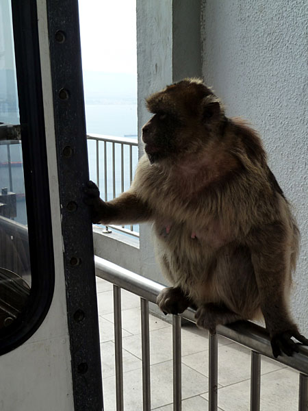 Gibraltar - Carlotta di Stefano, Spezialistin der Zielerfassung