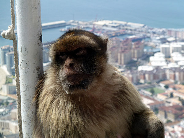 Gibraltar - Gianluca dalla Funivia (6 1/2 Jahre wegen Schutzgelderpressung)