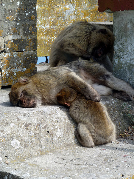 Gibraltar - die Eastside Gang beim Training eines Ablenkungsman�vers (Codename 'friedliche Idylle')