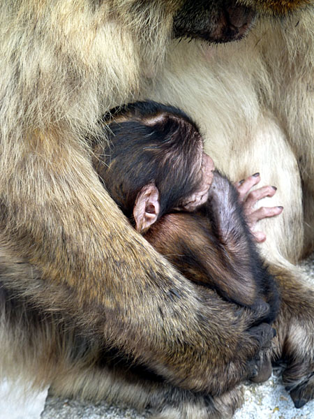 Gibraltar - Toto, j�ngster Sohn des Padrone Don Scillacci ...
