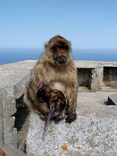 Gibraltar - ... beim Nuckeln seiner t�glichen Ration Kautabak ...