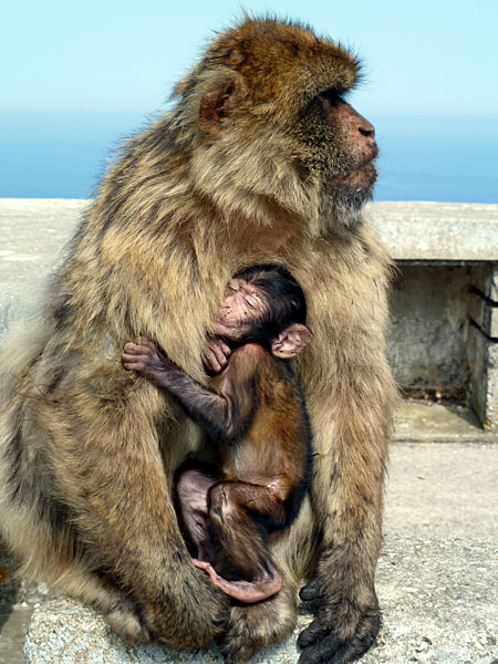 Gibraltar - ... und anschlie�endem Mittagsschlaf