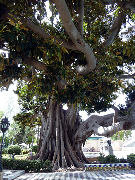 C�diz - Jardines de la Alameda (111-j�hriger Ficus macrophylla)