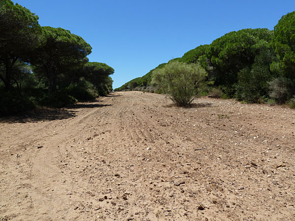 Barbate - Parque Natural La Bre�a y Marismas del Barbate (Feuerschneise)