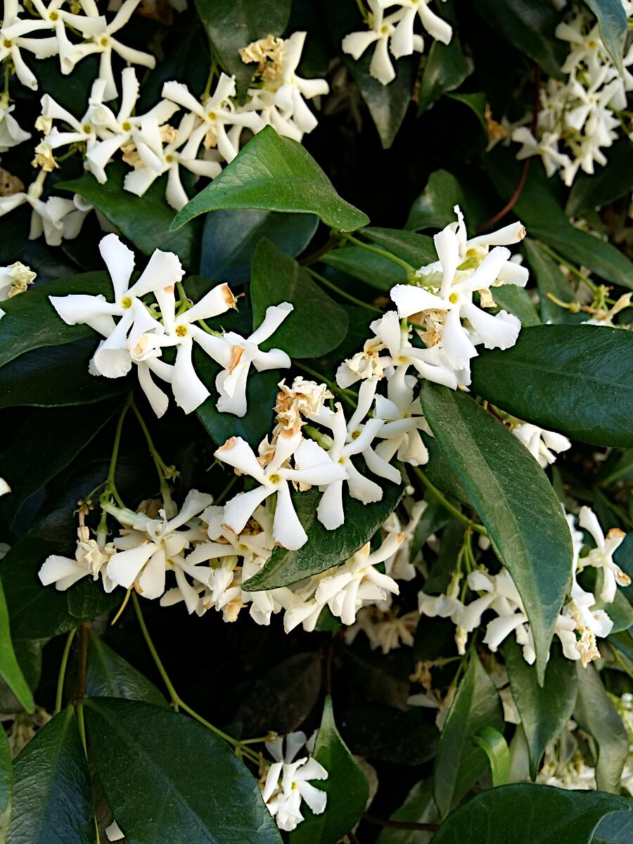 Plaza de Jer�nimo P�ez - Jasminbl�ten