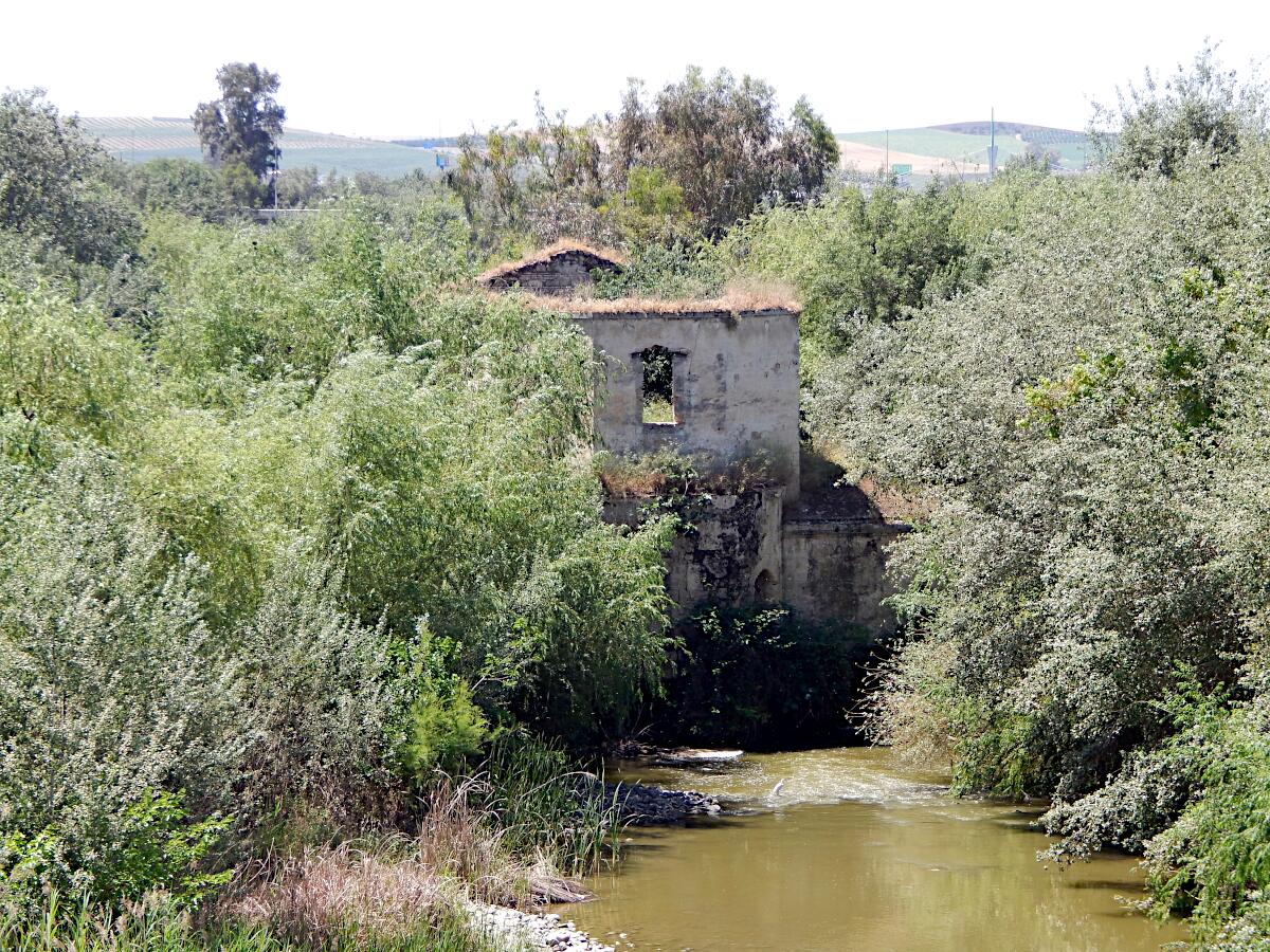 Molino de P�palo