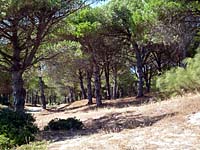 Bolonia - Pinienwald