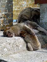 Gibraltar - die Eastside Gang beim Training eines Ablenkungsman�vers (Codename 'friedliche Idylle')