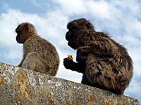 Gibraltar - 'Hier Luigi, probier mal: Echt hartes Zeug ... hab' ich aus der Tasche von der Per�ckentussi besorgt!'