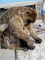 Gibraltar - Mauro Cassano (lebensl�nglich wegen Einbetonierens) bei der mentalen Vorbereitungsphase