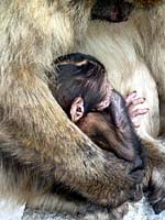 Gibraltar - Toto, j�ngster Sohn des Padrone Don Scillacci ...