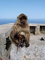 Gibraltar - ... beim Nuckeln seiner t�glichen Ration Kautabak ...