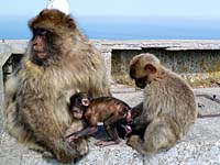 Gibraltar - letztes Briefing des YSFT (Young Special Forces Teams) vor dem Zugriff