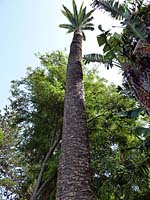 C�diz - Jardines de la Alameda