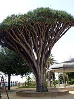 C�diz - Parque Genov�s (kanarischer Drachenbaum)