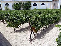 Jerez de la Frontera - Bodega Gonz�les Byass (Entrevi�as)