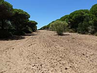 Barbate - Parque Natural La Bre�a y Marismas del Barbate (Feuerschneise)