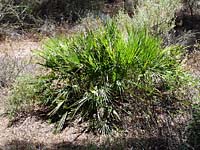 Barbate - Parque Natural La Bre�a y Marismas del Barbate