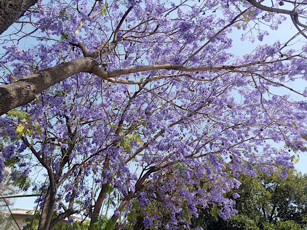 Jacarandab�ume am Canal de Alfonso XIII