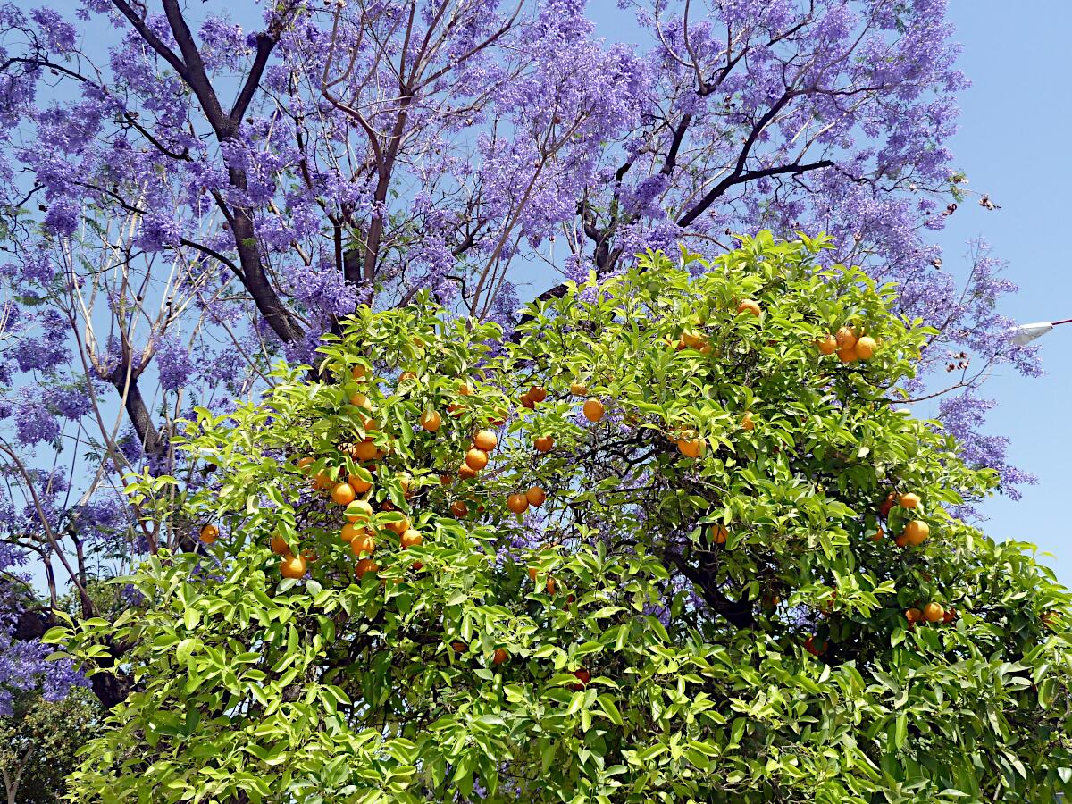 Jacaranda- und Apfelsinenb�ume