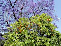 Jacaranda- und Apfelsinenbäume