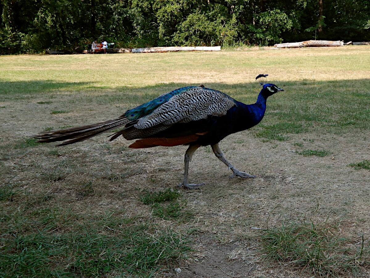 Pfaueninsel - Landschaftspark mit Namenspatron