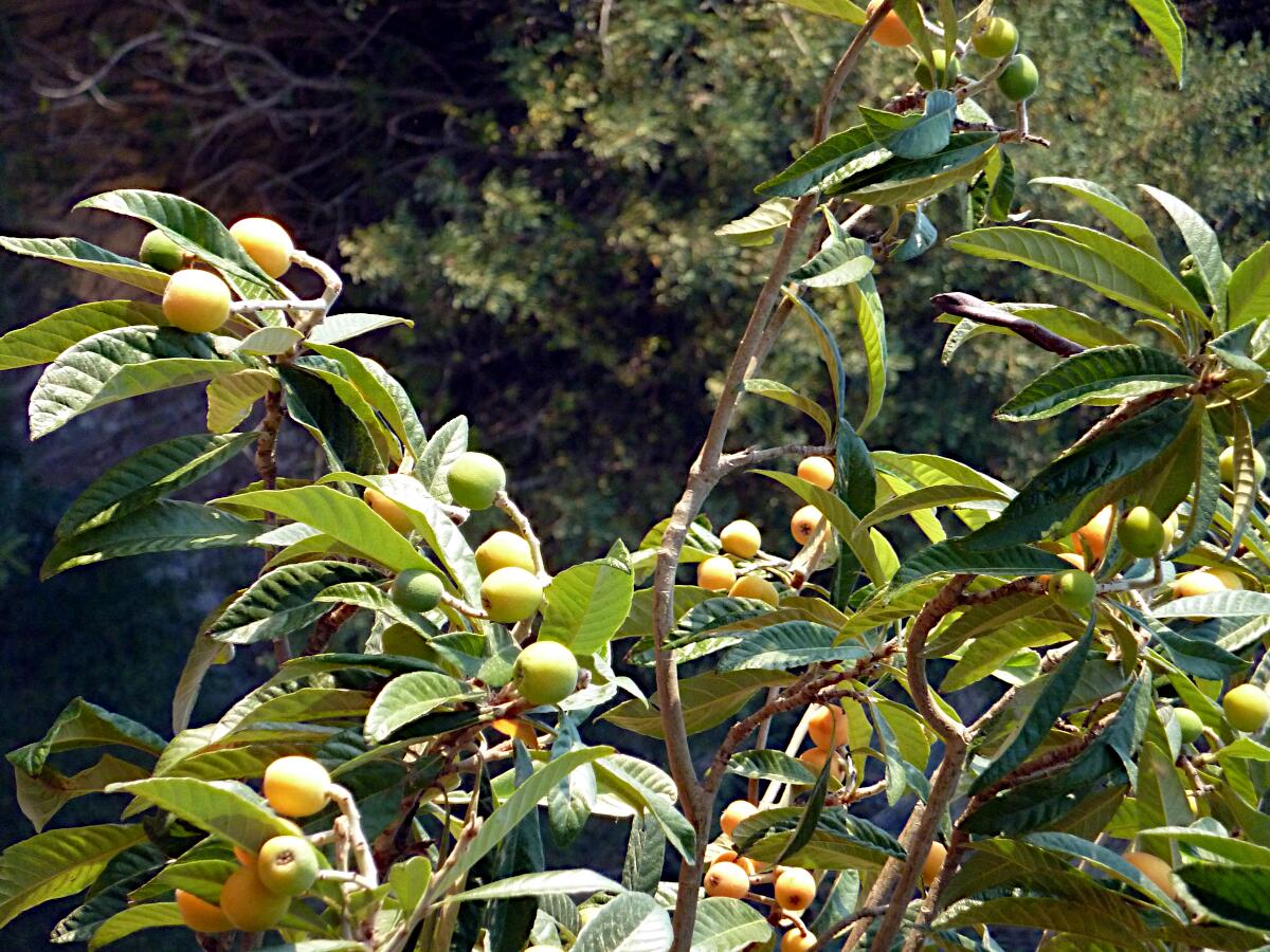 Fonts de l'Algar - Fr�chte der japanischen Wollmispel