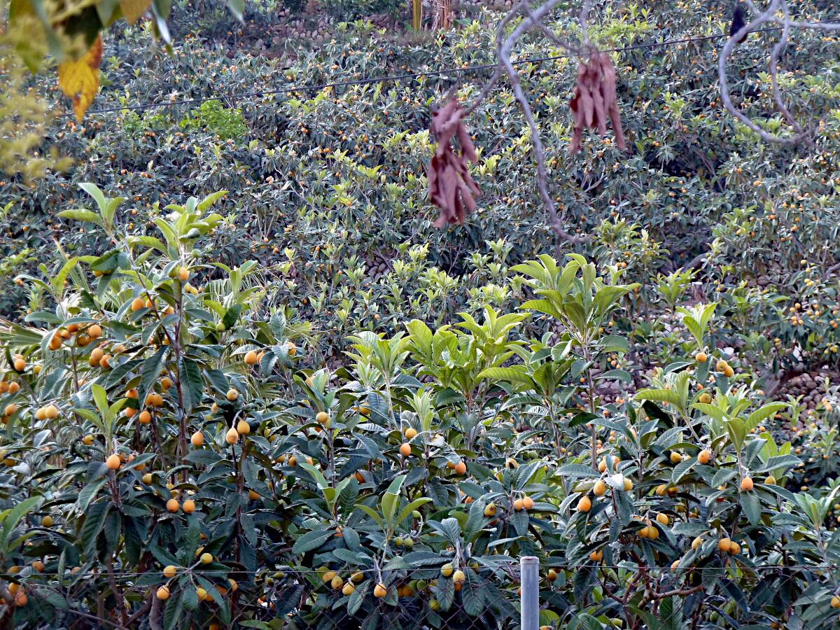 Fonts de l'Algar - Japanische Wollmispeln