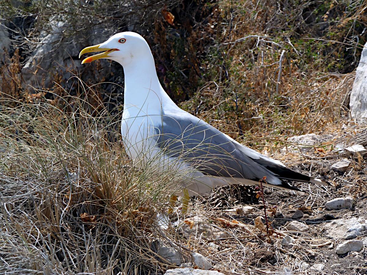 Calp - Penyal d'Ifac (br�tende M�we)