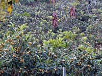 Fonts de l'Algar - Japanische Wollmispeln