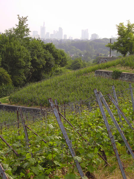 Lohrberg (Frankfurter Weinberg 'Lohrberger Hang')