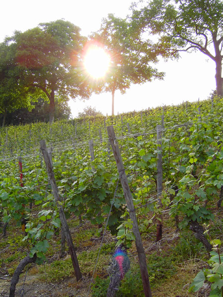 Lohrberg (Frankfurter Weinberg 'Lohrberger Hang')