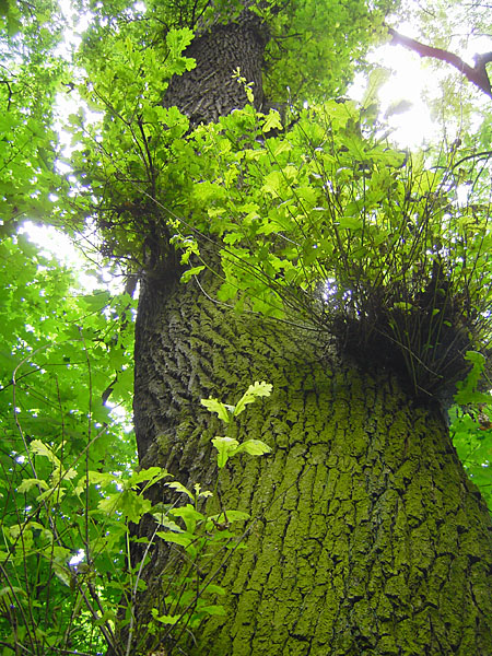 Schwanheimer Alteiche (ca. 500 Jahre)