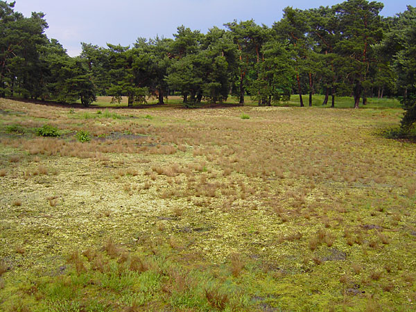 Naturschutzgebiet Schwanheimer D�ne - Flechten und Silbergrasflur vor Kiefernw�ldchen