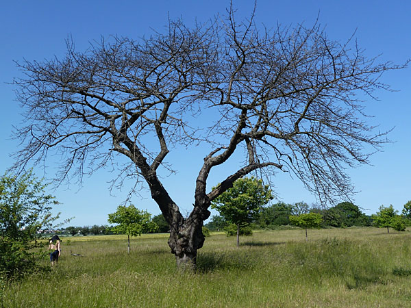 Toter Baum am Heiligenstock