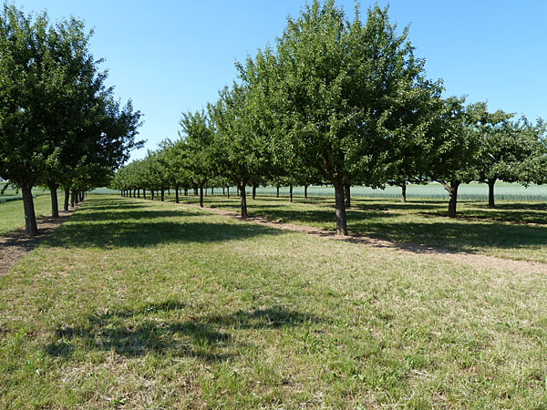 Streuobst am Oberwiesenweg