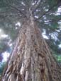 Botanischer Garten - Mammutbaum