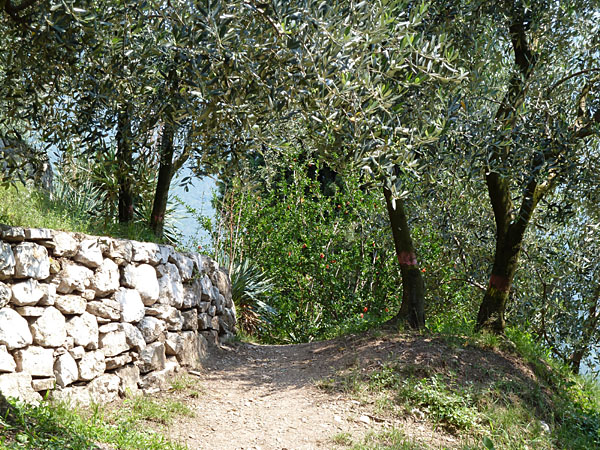 Arco - Olivenhain unterhalb der Rocca