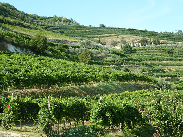 Sant'Ambrogio - Weinberge Azienda Agricola Boscaini Carlo