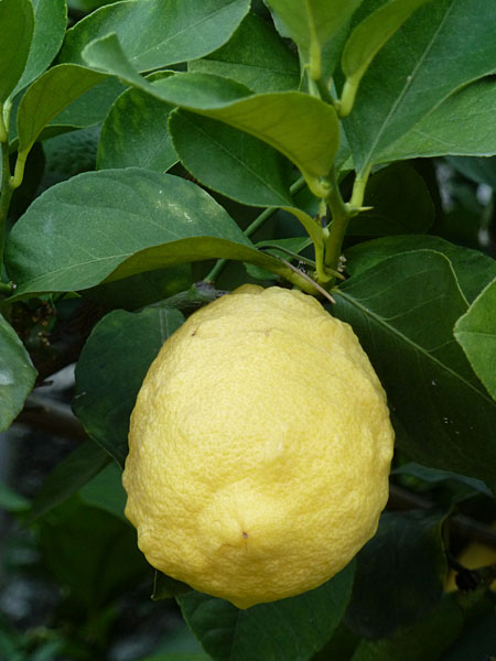Limone sul Garda - Limonaia del Cast�l (Zitronatzitrone)