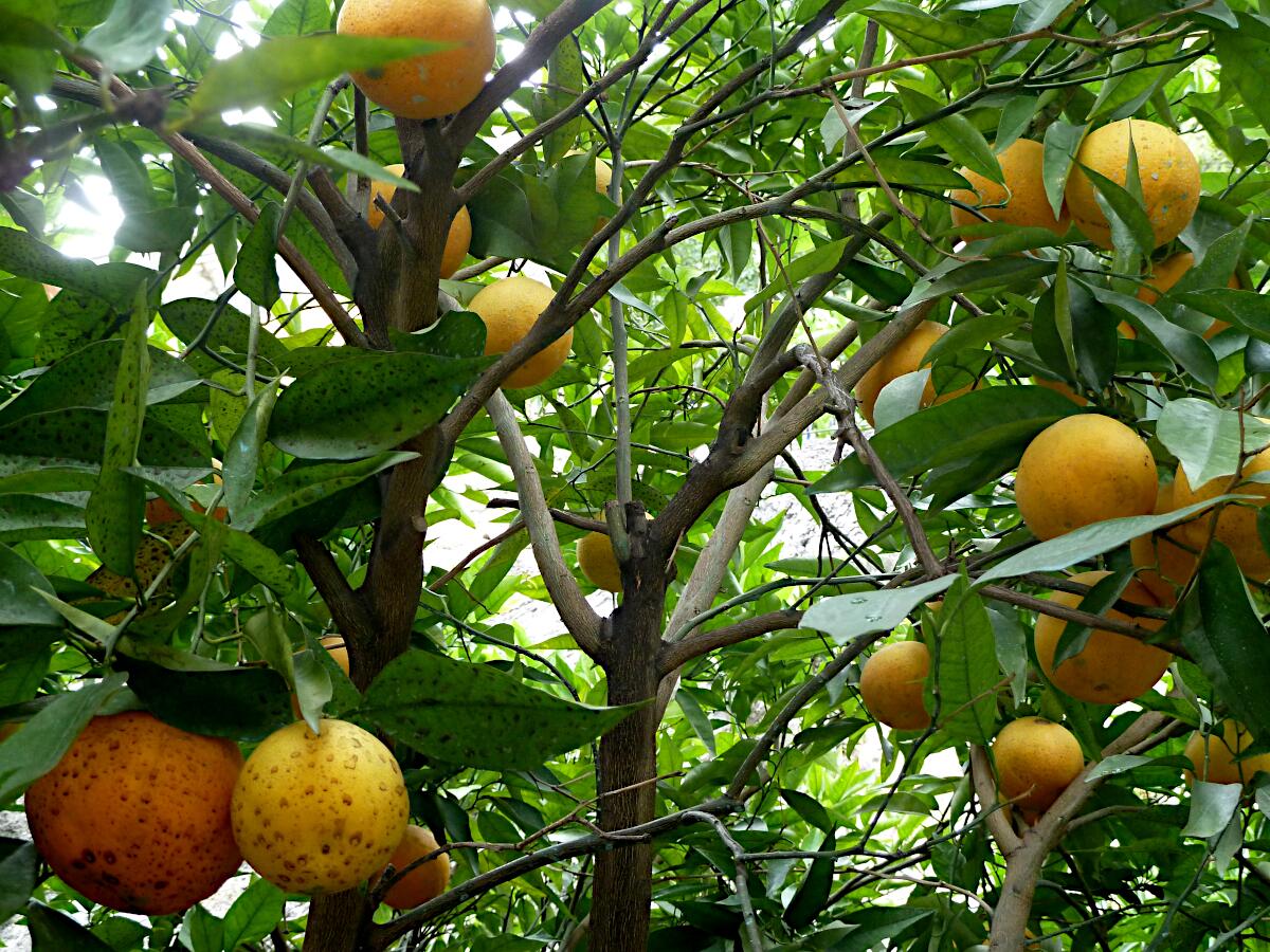 Limonaia del Cast�l - restaurierter Zitronengarten mit Museum