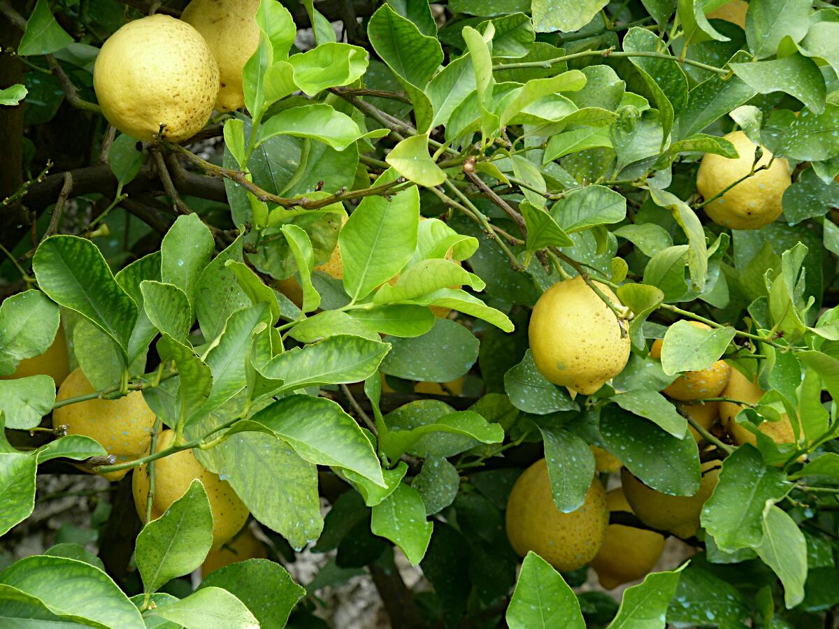 Limonaia del Cast�l - restaurierter Zitronengarten mit Museum