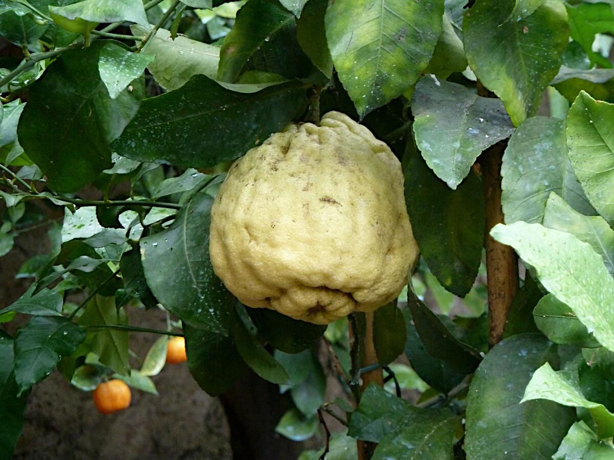 Limonaia del Cast�l - restaurierter Zitronengarten mit Museum