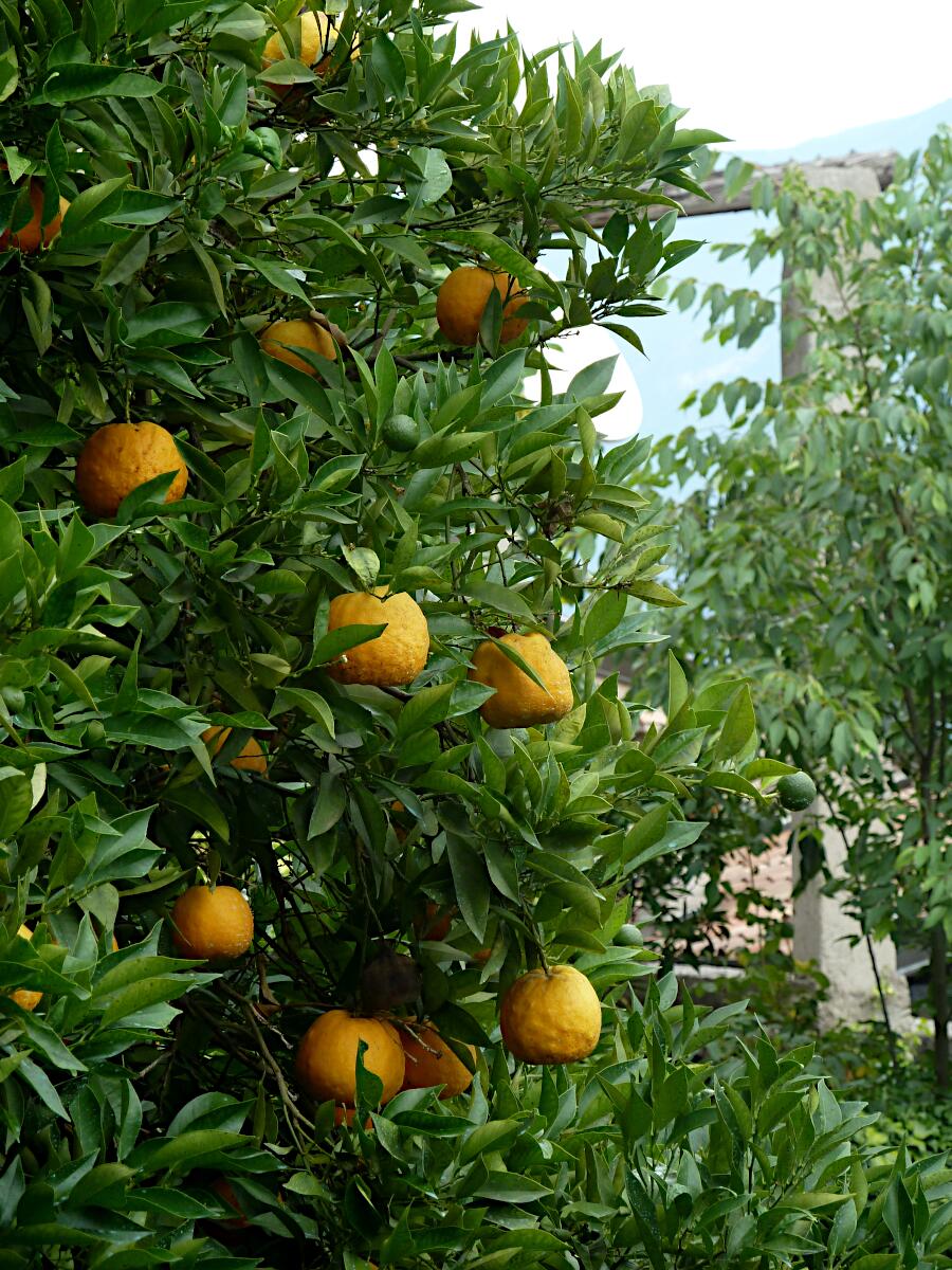 Limonaia del Cast�l - restaurierter Zitronengarten mit Museum