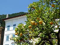 Gargnano - Orangenb�umchen am Hafen